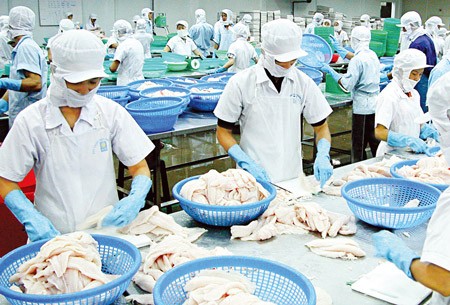 Workers processing Pangasius fish for export in the Mekong Delta province of Dong Thap (Photo: SGGP)